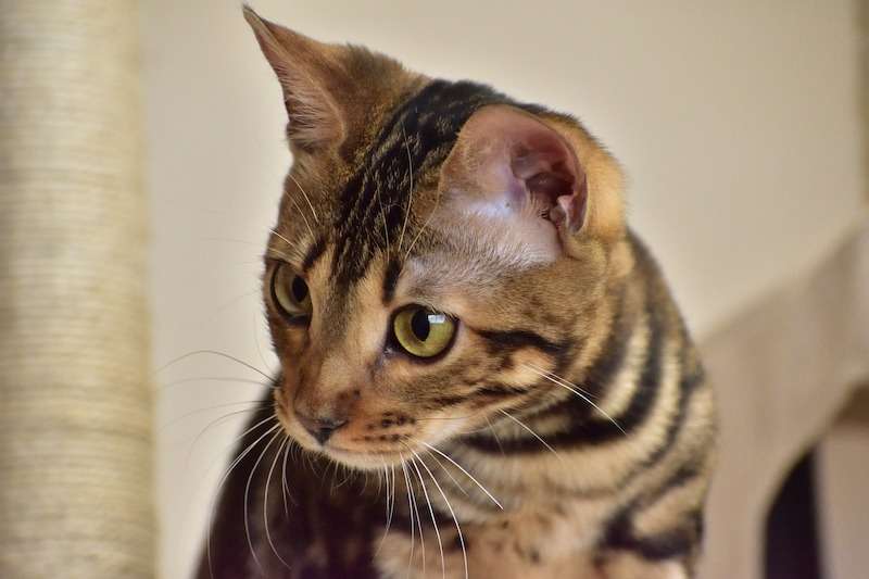 千葉県のブリーダー･CATTERY GLOWの評判