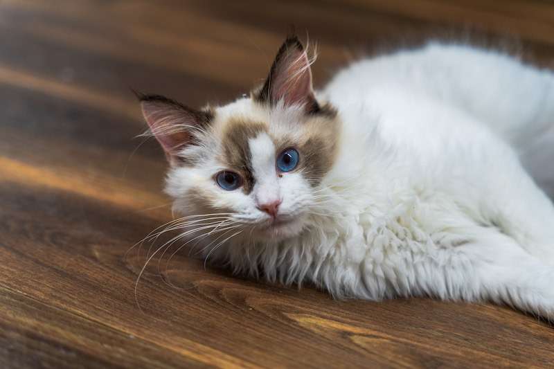 千葉県のブリーダー･CATTERY GLOWの口コミ情報