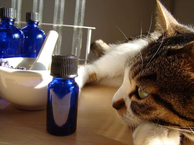 アロマが猫にとって有害な理由と注意すべき点