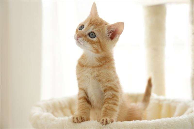 イエネコの正体と人間との歴史