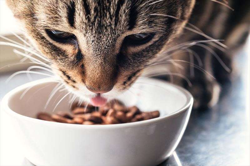 キャットフードのウェットとドライの違いや特徴について