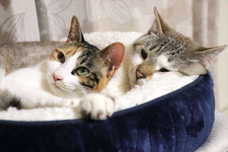 オス猫とメス猫の性格の特徴とは