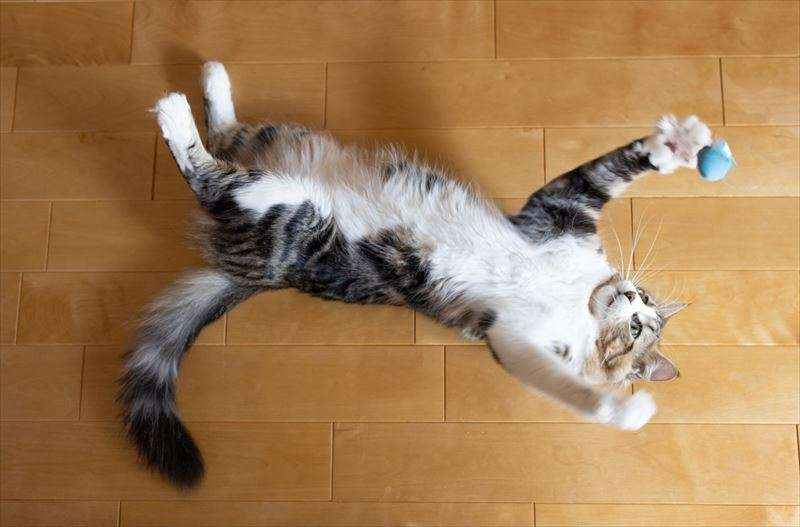 猫のおもちゃの選び方について