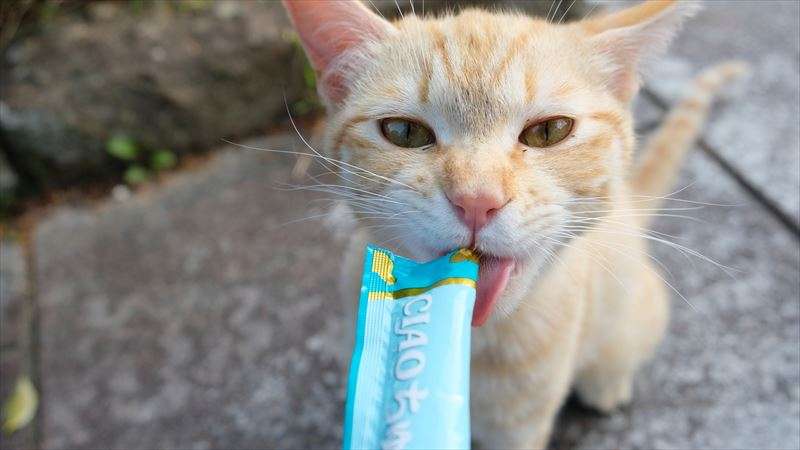 猫のおやつの種類について