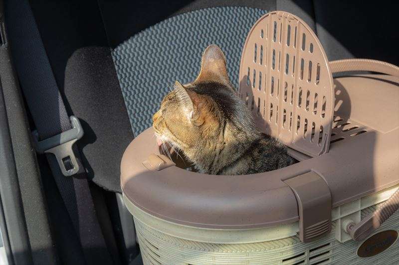 猫をキャリーバッグに慣らすためには？