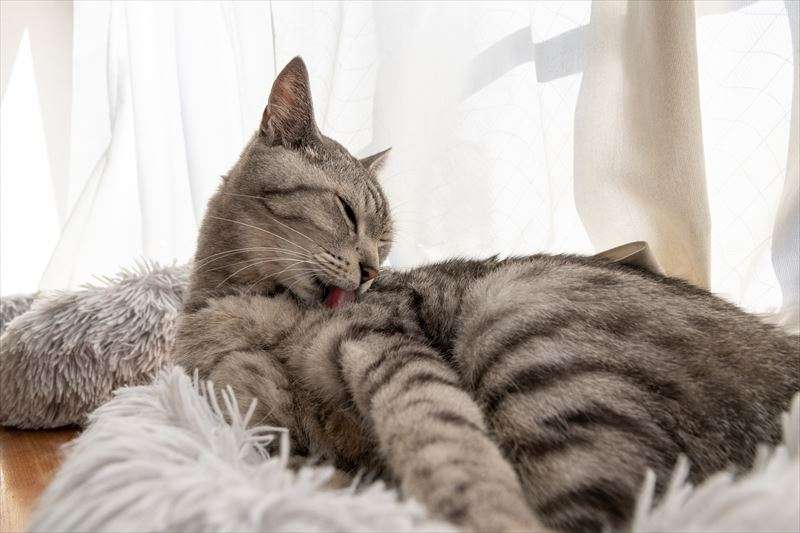 猫のグルーミングの意味とは？
