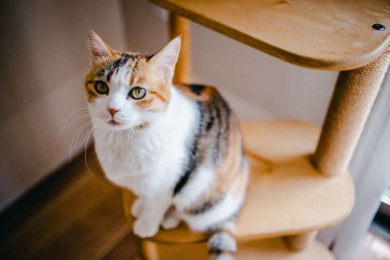キャットタワーの注意点について