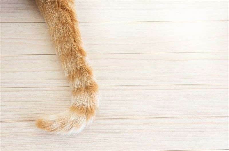 猫はしっぽで感情がわかる？