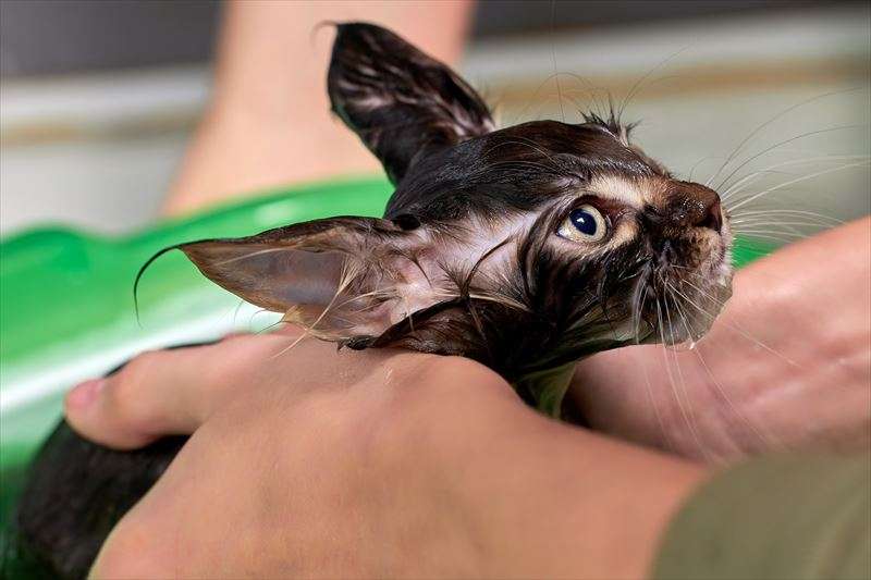 猫のシャンプーのコツは？