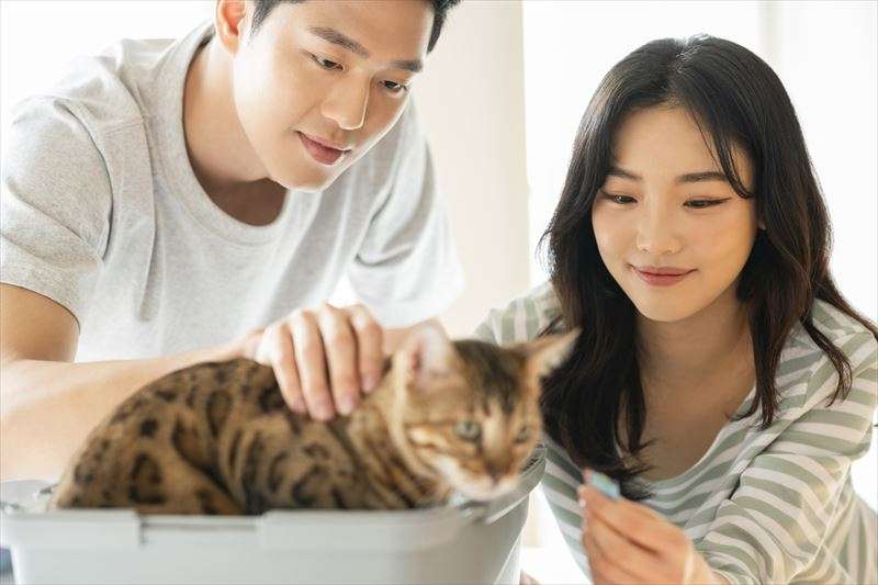 猫にスキンシップは必要？