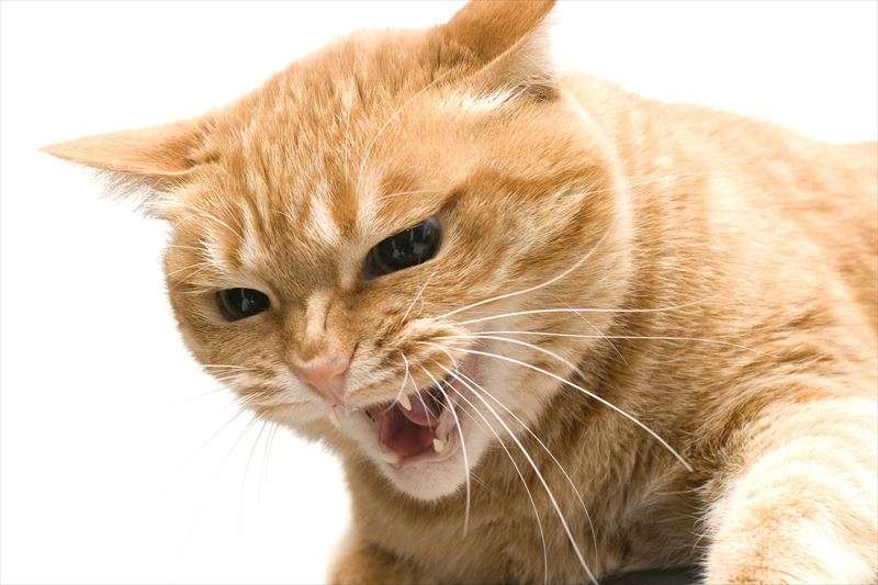 猫のストレスのサインとは？