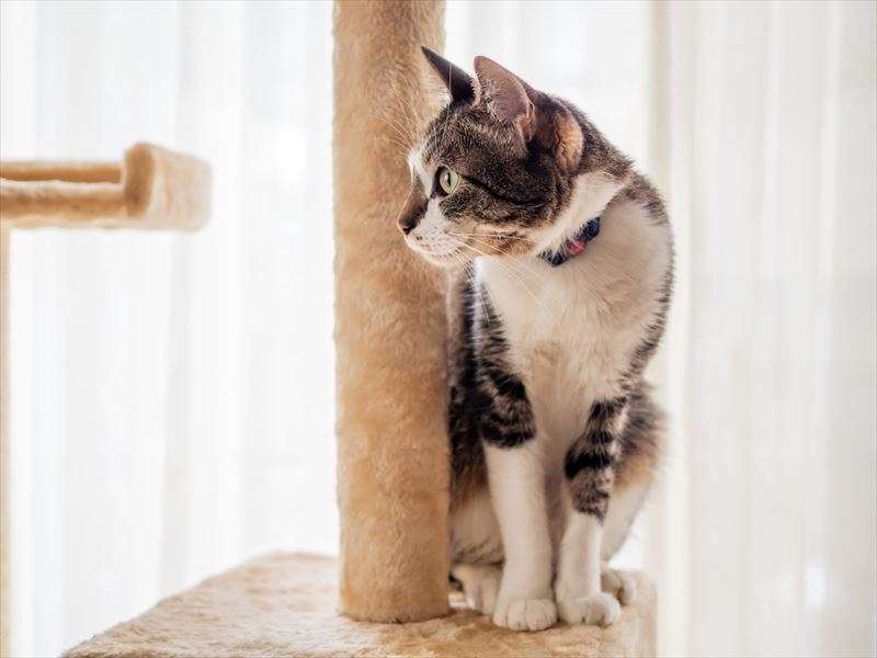 猫のストレス解消はどうすればいい？