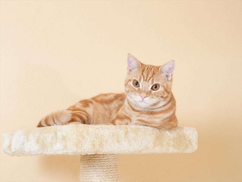 猫のスプレー行為の対策方法を解説