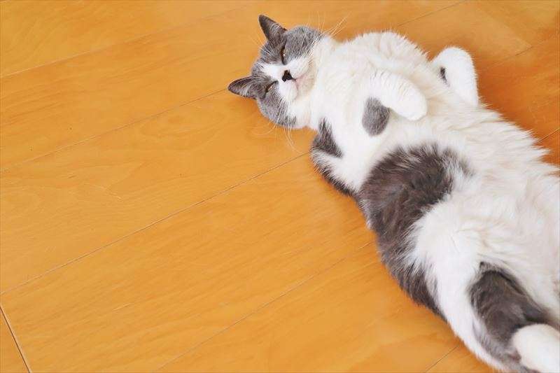 猫のダイエット方法や注意点