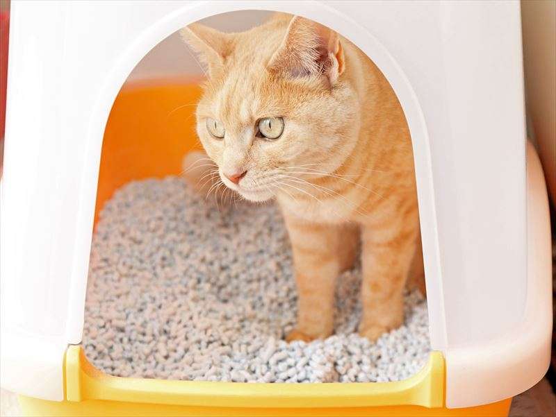 猫トイレの種類について