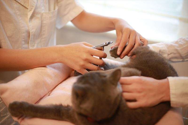 猫トリマーになるために必要な資格について