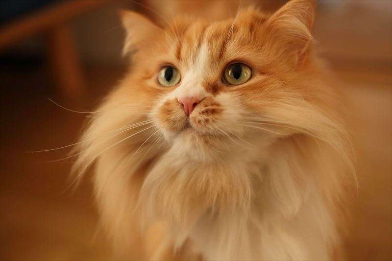 猫にトリミングは必要？