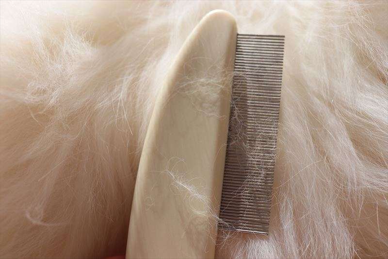 猫用のノミ対策グッズのオススメ