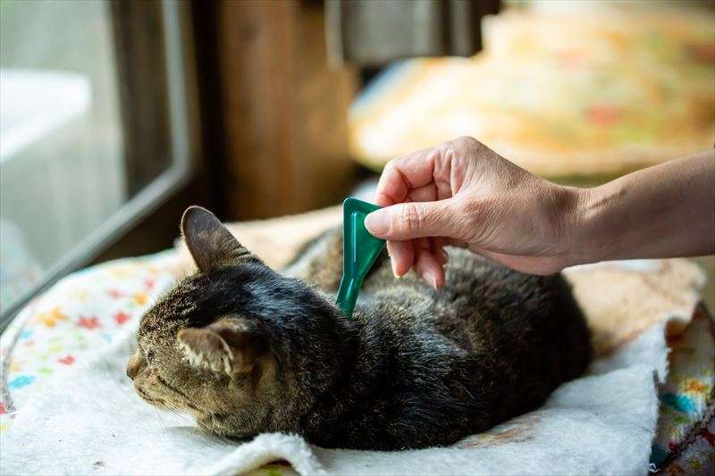 猫のノミ駆除の方法は？