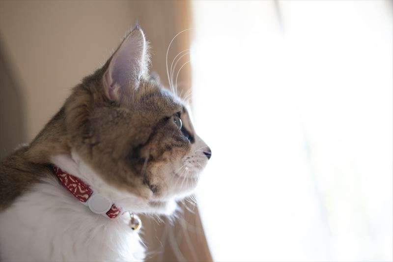 猫のノミ対策のやり方について