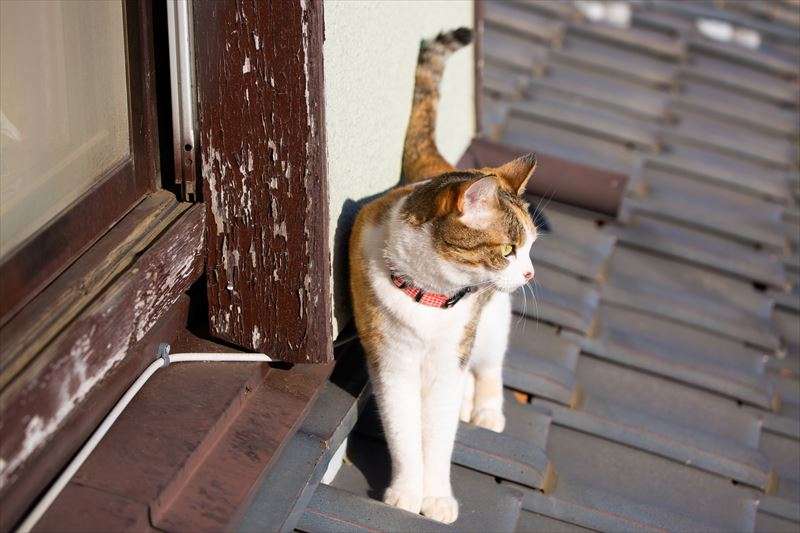 猫がパトロールする理由は？