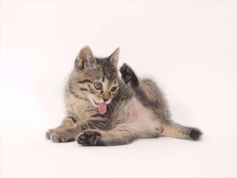 猫のパンディングとは？