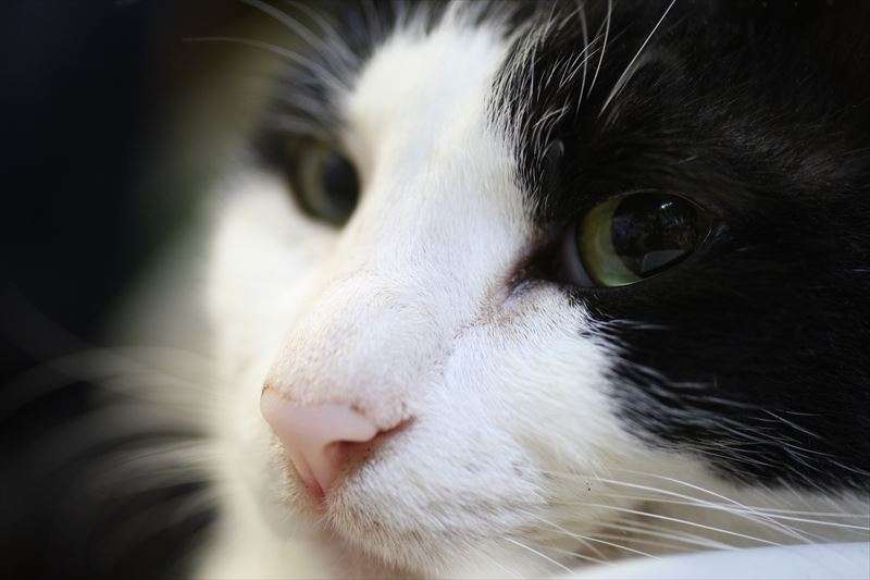 猫のヒゲに役割はある？