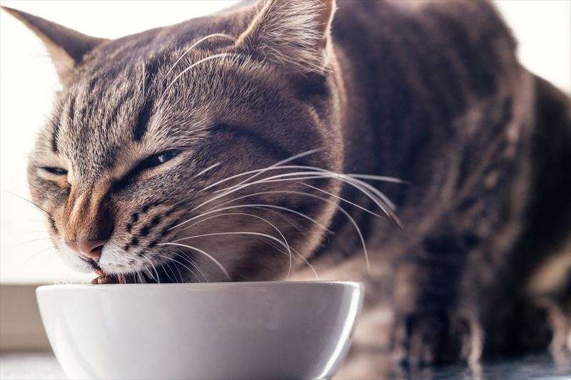シニア猫のフードの選び方について