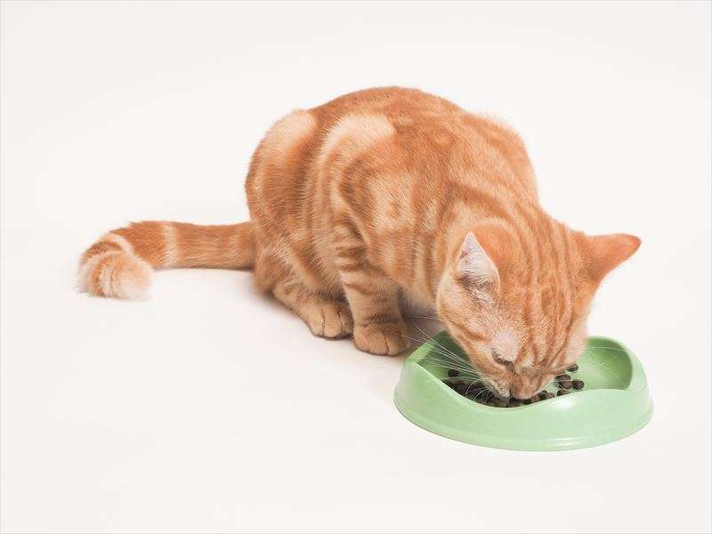 子猫へのフードの与え方とは？