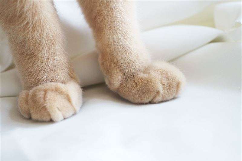 猫がふみふみする理由とは？