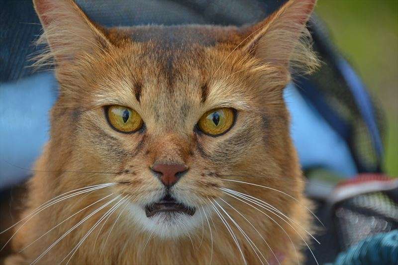 猫が見せるフレーメン反応とは？