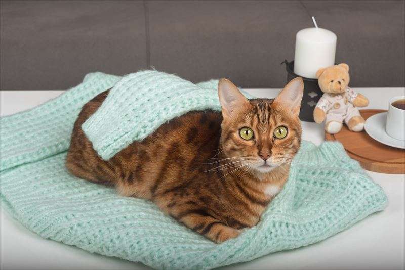 ベンガルのお手入れの仕方とは？