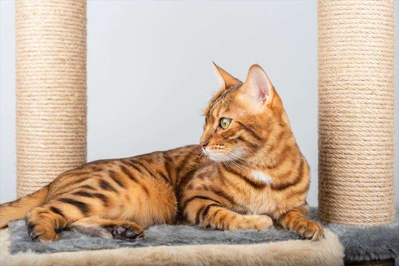 ベンガルの人気カラーとは？