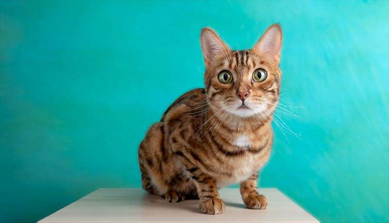 ベンガルはどんな性格？お迎えする方法もご紹介