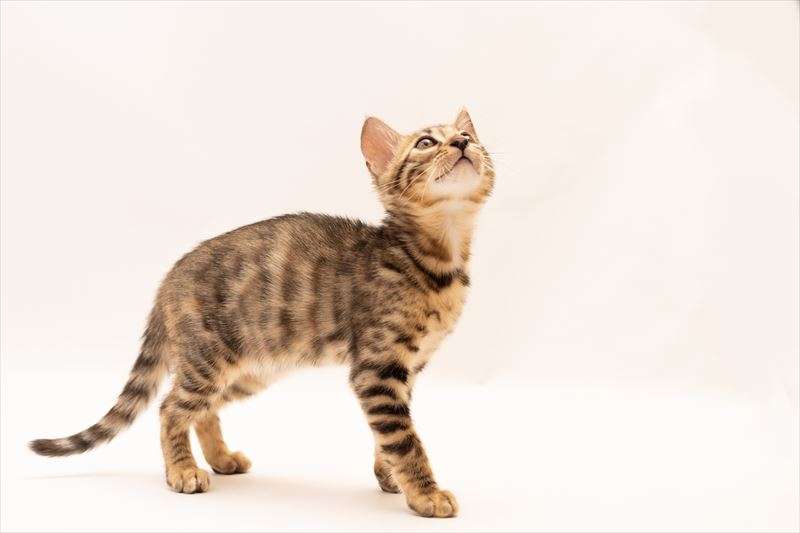 ベンガルはどんな猫？特徴をご紹介