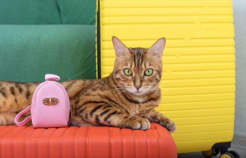 猫のホテルの選び方をご紹介