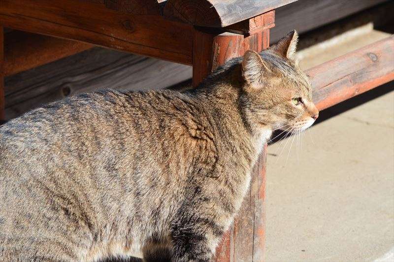 猫がマーキングするのはなぜ？理由をご紹介