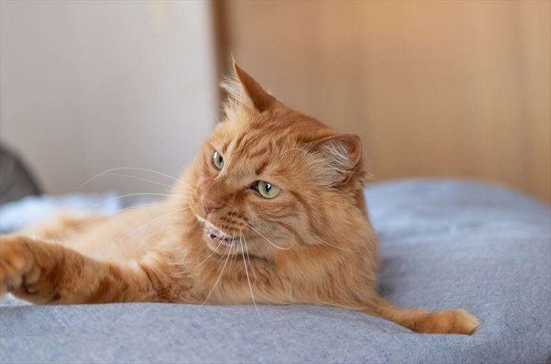 またたびで興奮するのは何故？効果についてもご紹介