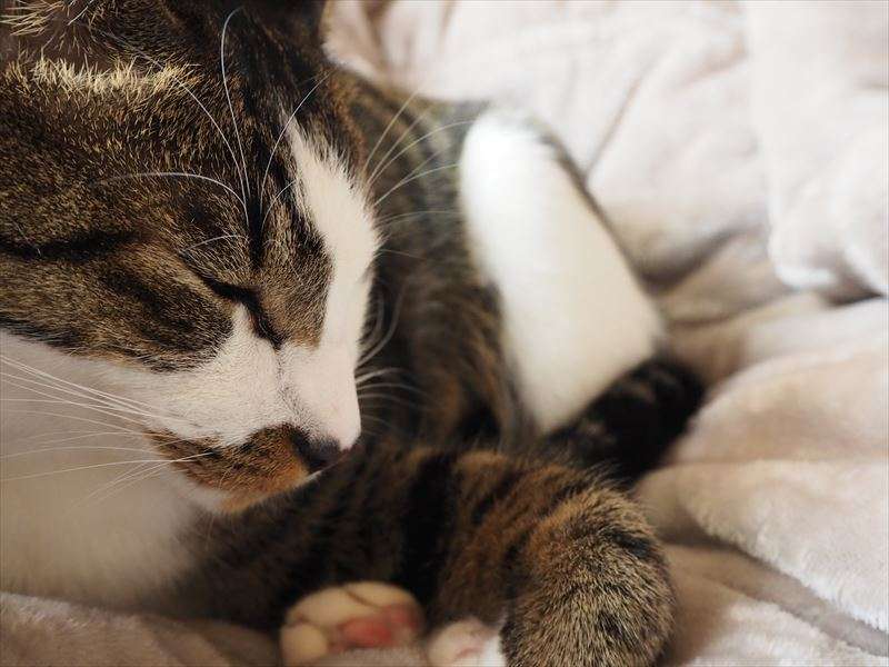 猫がまばたきするのはどんな時？詳しくご紹介