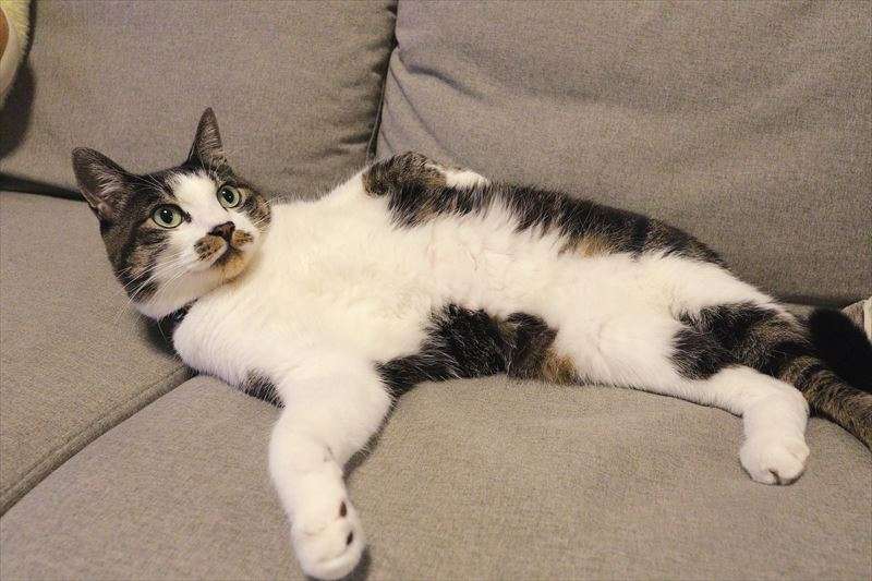 猫がリラックスするのはどんな時？