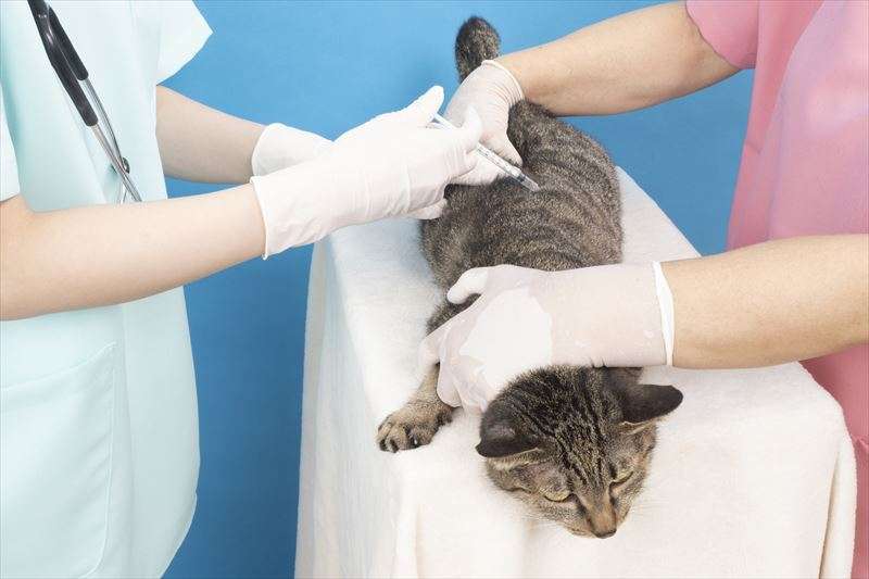 猫のワクチンはどんな種類の感染症を予防できる？詳しくご紹介