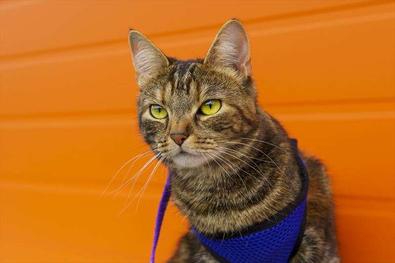 猫用の介護グッズの種類とは