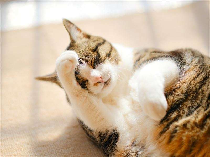 猫が顔を洗うと天気が雨になるのは本当？