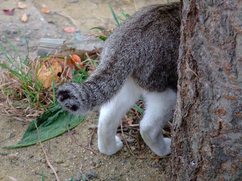 猫しっぽが幸せを運ぶと呼ばれる理由は？