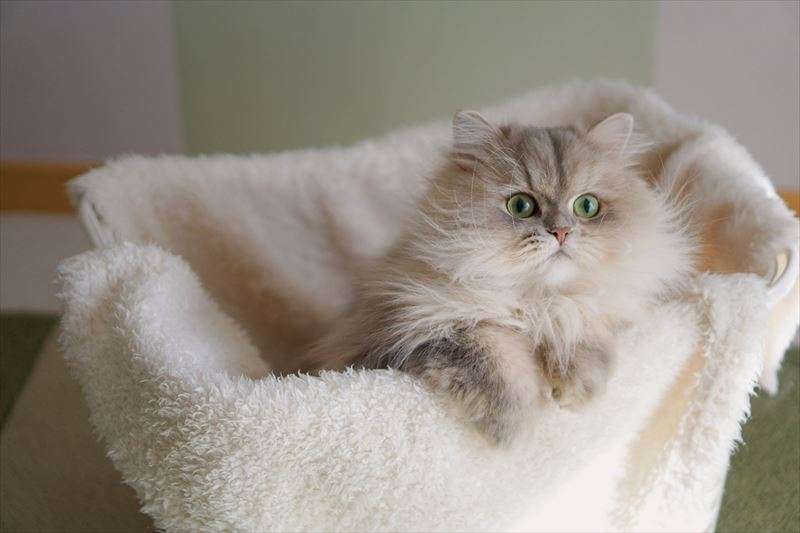 扱いやすく飼いやすい猫種とは