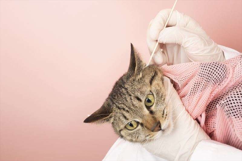 猫の耳掃除の方法
