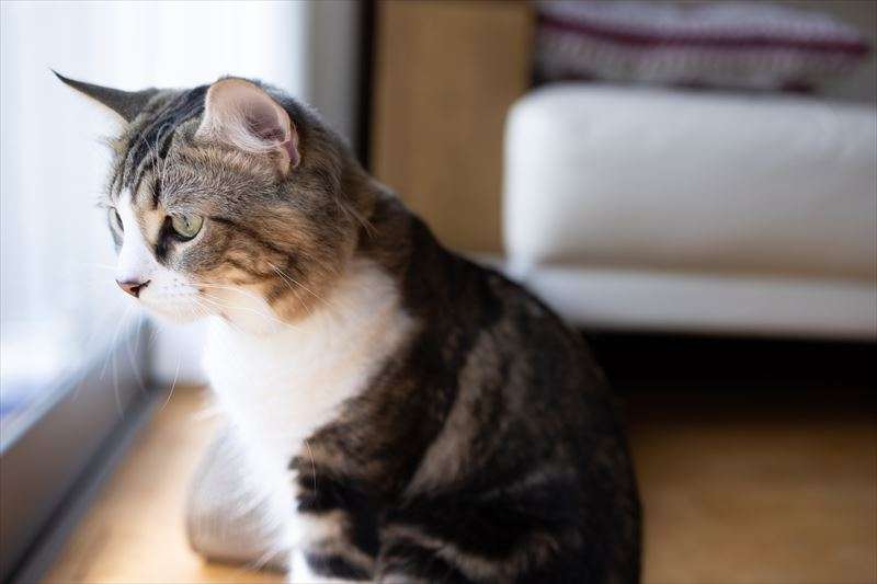 猫の室内飼いをおすすめする理由について