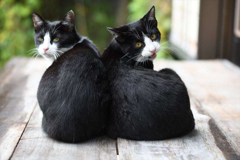 猫を多頭飼いする注意点について