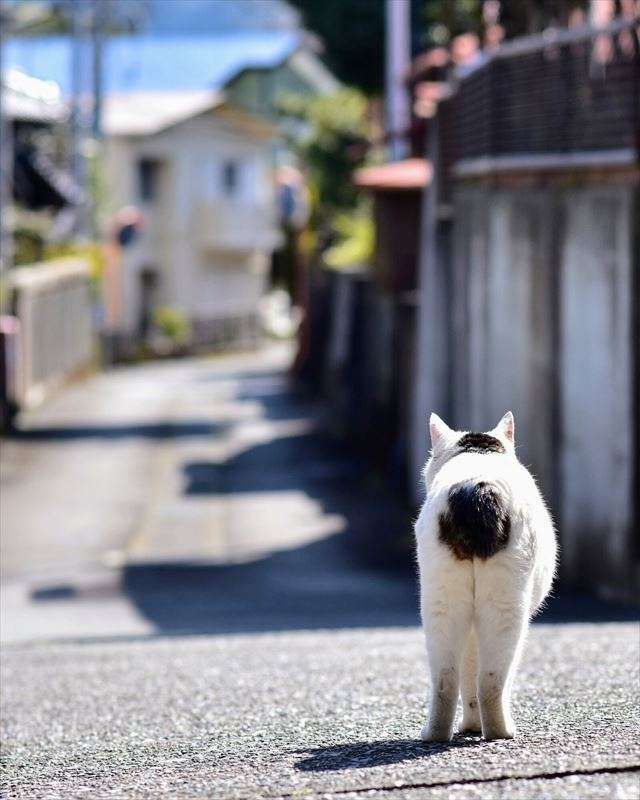 脱走した猫が見つからない時について