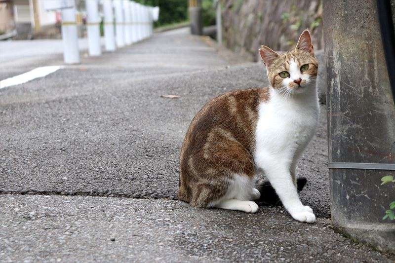 地域猫とは一体どのようなもの？